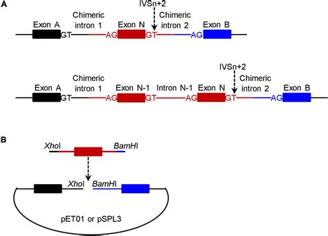 Exon Intron Splicing