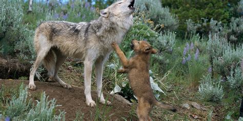 Do Wolf Dogs Bark? Understanding Wolf Dog Vocalizations