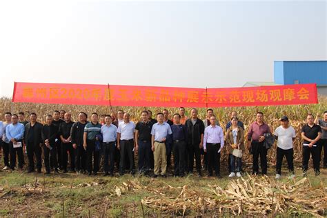 襄州区种子管理局组织开展2020年度玉米新品种展示示范现场观摩活动--湖北省农业农村厅