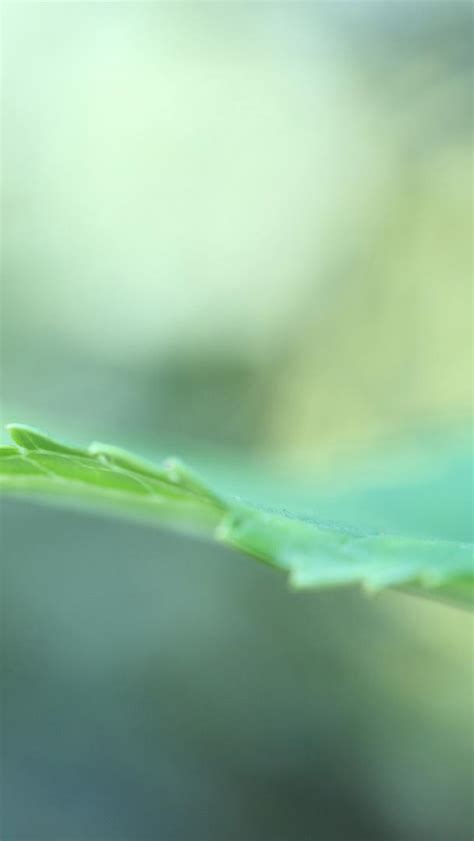 Bing Frog Wallpaper 的图像结果