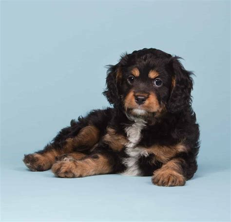 Black And White Cavapoo Puppies
