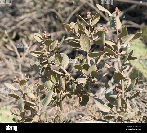 lemonade berry (Rhus integrifolia) Plantae Stock Photo - Alamy