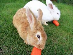 Image result for Cute Bunny Eating a Carrot Background