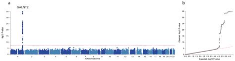 Apolipoprotein-CIII O-Glycosylation, a Link between GALNT2 and Plasma ...