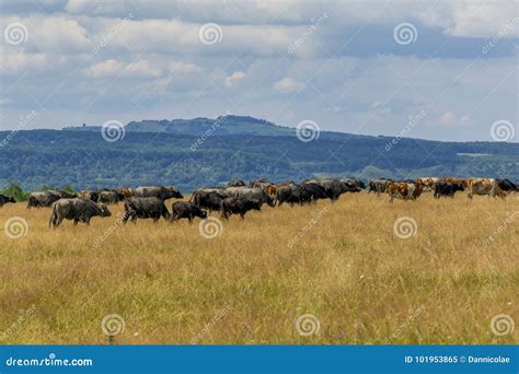 Group of Buffaloes and Cows on the Green Field. Stock Image - Image of ...
