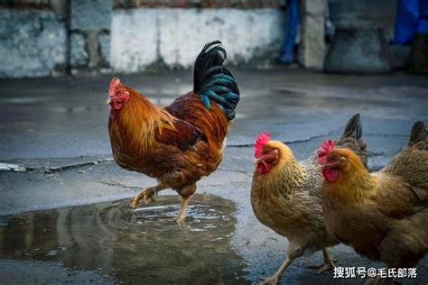 山地养殖本鸡土鸡高清图片下载-正版图片500475681-摄图网