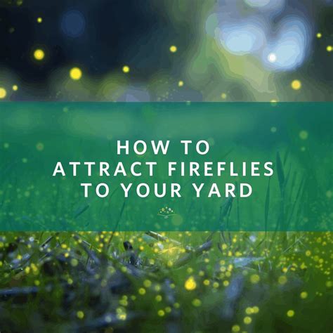How to Attract Fireflies to Your Yard | Chippewa Valley Growers