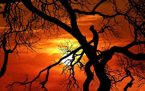 Image result for JavaScript JSON to HTML