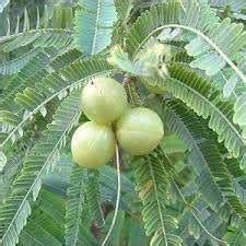 SelpLine | Grafted Amla Indian Gooseberry Phyllanthus Emblica Nelli ...