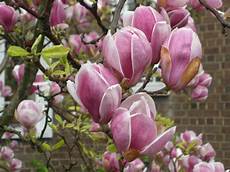 magnolia fiore saucer magnolia landscape architect s pages magnolia fiore saucer magnolia landscape architect s pages