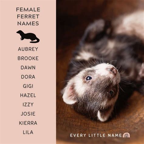 280 Best Ferret Names (Cute, Cool, and Unique) - Every Little Name