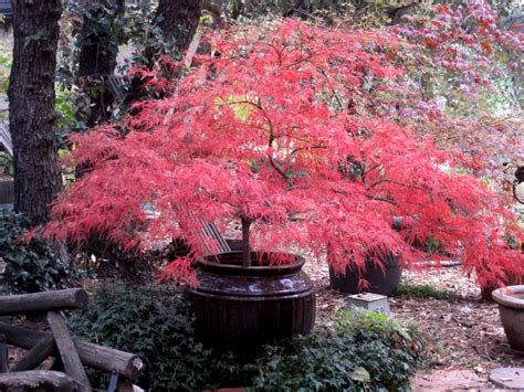 Dwarf Japanese Maple In Container