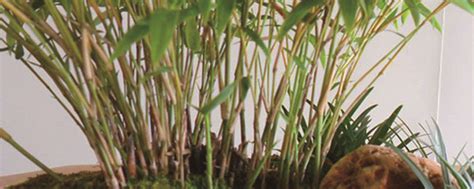米竹的鉴赏与养护管理 - 知乎