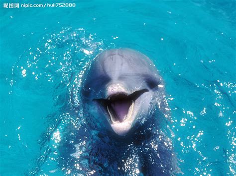 海豚摄影图__海洋生物_生物世界_摄影图库_昵图网nipic.com