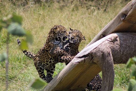 At Mexico’s school for jaguars, big cats learn skills to return to the wild | Focusing on Wildlife