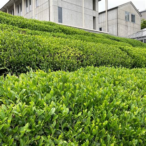 FUKUJUEN CHA YUGAKU PARK (2026) All You Need to Know BEFORE You Go ...