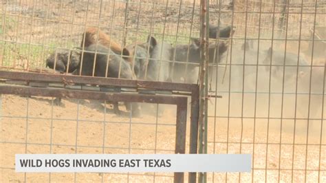 Feral wild hogs invading multiple counties in East Texas | cbs19.tv