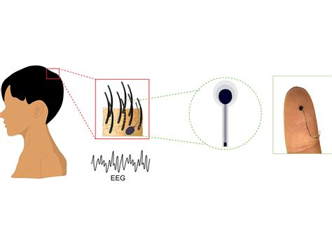 The future of brain activity monitoring may look like a strand of hair | Penn State University