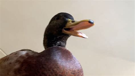 King duck | Royal Ducks | Rubber Ducks | LILALU