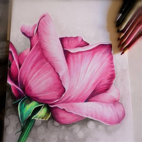 Learn How to Draw a Flower With a Step by Step Colored Pencil Guide!