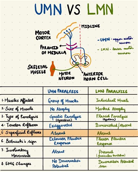 Medgram_with_her 🦋 | UMN vs LMN paralysis... | Instagram