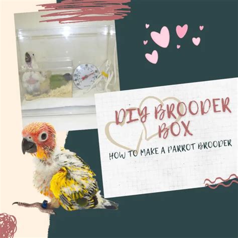 Image result for DIY Brooder Box