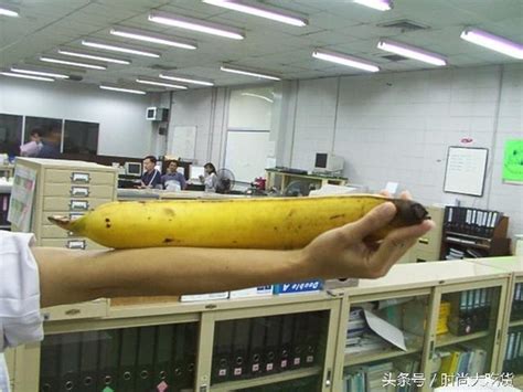 世界最大最長的香蕉，長30厘米，重4斤，刷新世界吉尼斯紀錄。 - 每日頭條