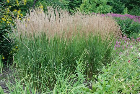 Best Ornamental Grasses For Small Gardens at Rebecca Dawson blog