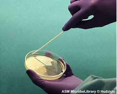 dispense microbiologia 1 dispense microbiologia 1