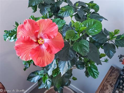 Growing Hibiscus indoors – General hibiscus plant care