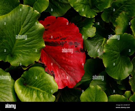 Close up of the evergreen perennial low growing garden plant Bergenia ...