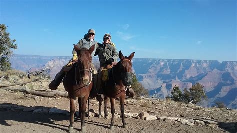 Trip Review: Riding Mules Along the Grand Canyon | HORSE NATION