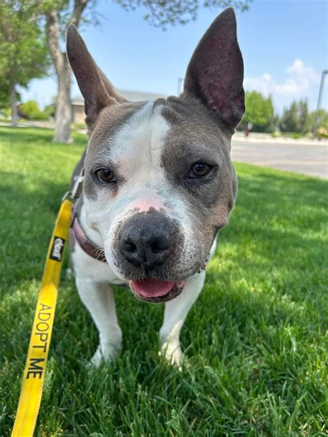 Dog For A Day Program — Lake Lowell Animal Rescue