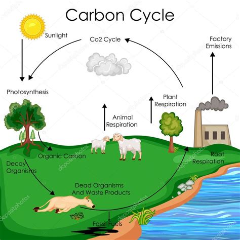 CIENCIA E INVESTIGACIÓN CICLO DEL CARBONO - mechanicalbride