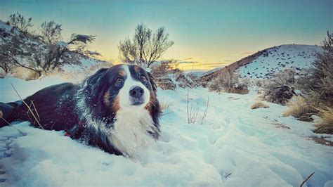 Can you tell that Millie loves the snow? Look at those crazy eyes ...