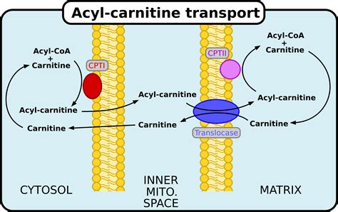 What Is Carnitine Shuttle at Daryl Reif blog