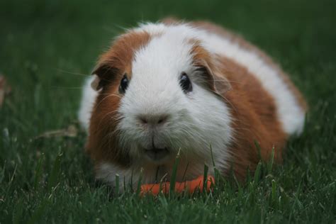 Breeding guinea pigs - ZooEasy