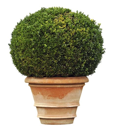 Care For Container Grown Boxwood Shrubs – How To Plant Boxwoods In ...