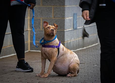 A dog with Cushing's disease needed a home. Would someone adopt her ...