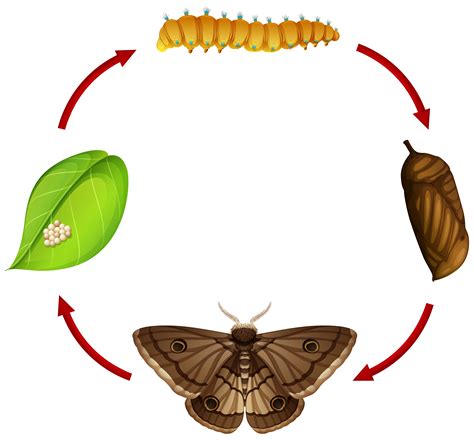 Pantry Moths Life Cycle at Jason Lyon blog