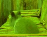 Image result for Dog and Rabbit GIF