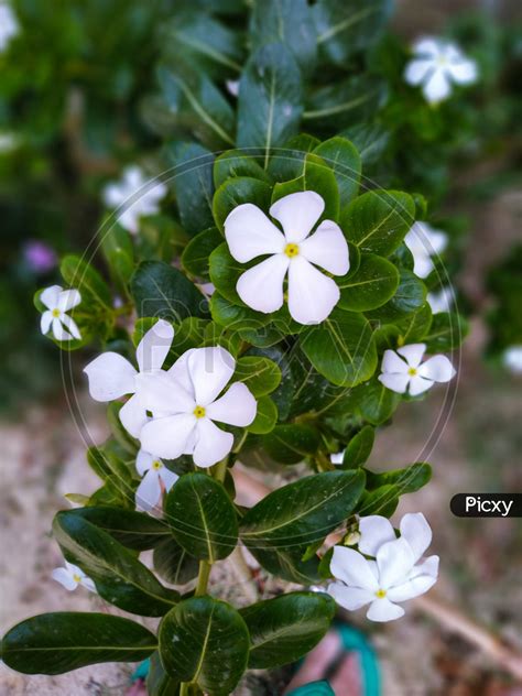 White Periwinkle Flower