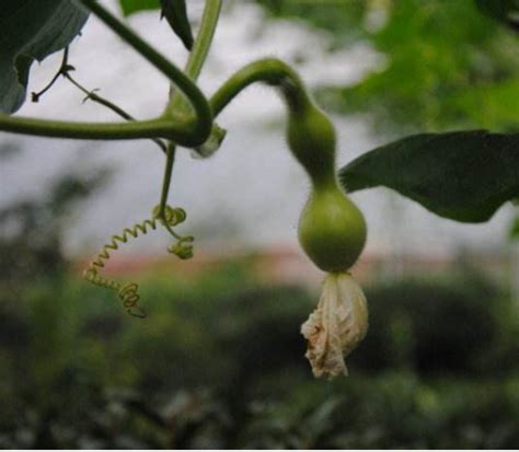 大葫芦种子大葫芦籽蔬菜种子批发菜种菜籽种子公司四季播种-阿里巴巴