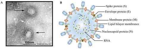 Design Strategies for and Stability of mRNA–Lipid Nanoparticle COVID-19 Vaccines
