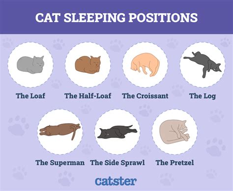 Why Do Cats Loaf? 5 Vet-Reviewed Reasons - Catster