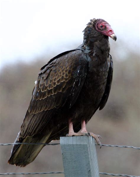 The Black Vulture And The Turkey Vulture