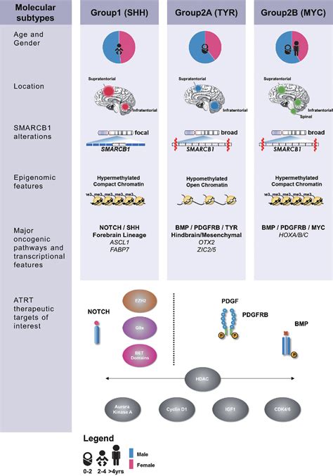 Figure 1 from Atypical Teratoid Rhabdoid Tumour : From Tumours to Therapies | Semantic Scholar