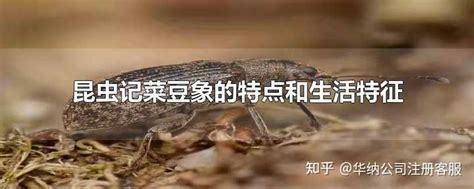 解密昆虫的习性与行为（上）-中国农药网