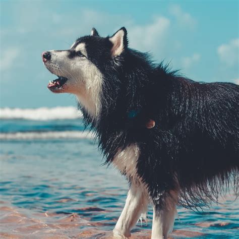 How Long Do Dogs Bark For