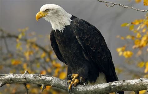 File:Bald eagle head frontal.jpg - Wikipedia
